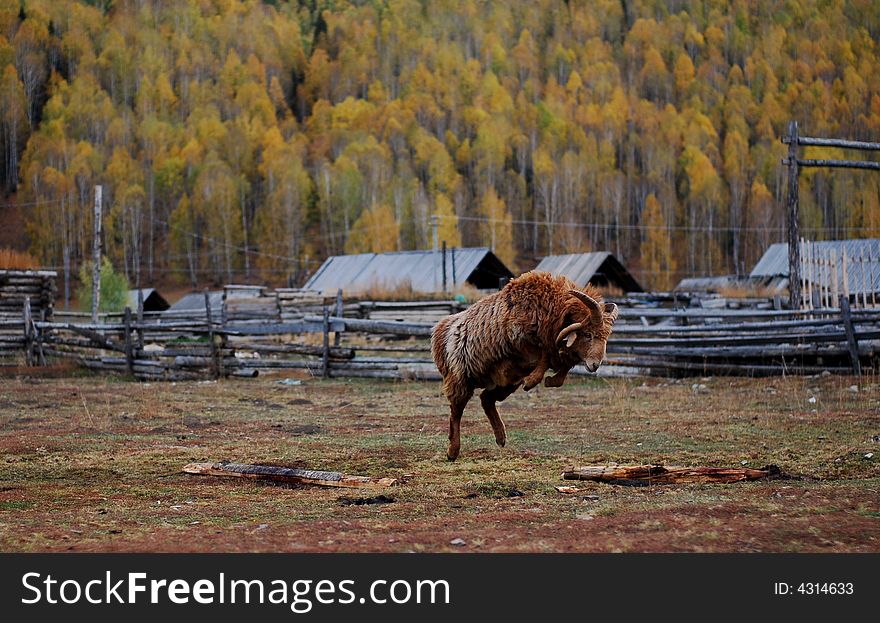 Buck on jump with brown coat in a most beatiful village in China, Hemu