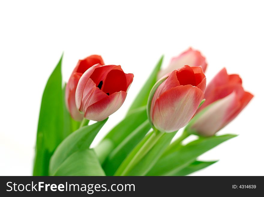 Beautiful delicate tulips on white