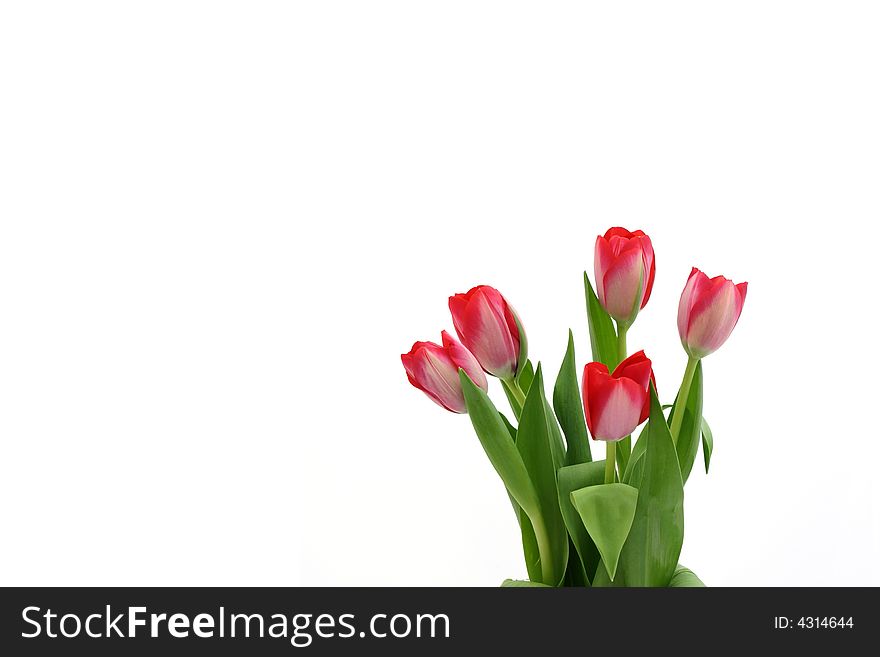 Beautiful delicate tulips on white