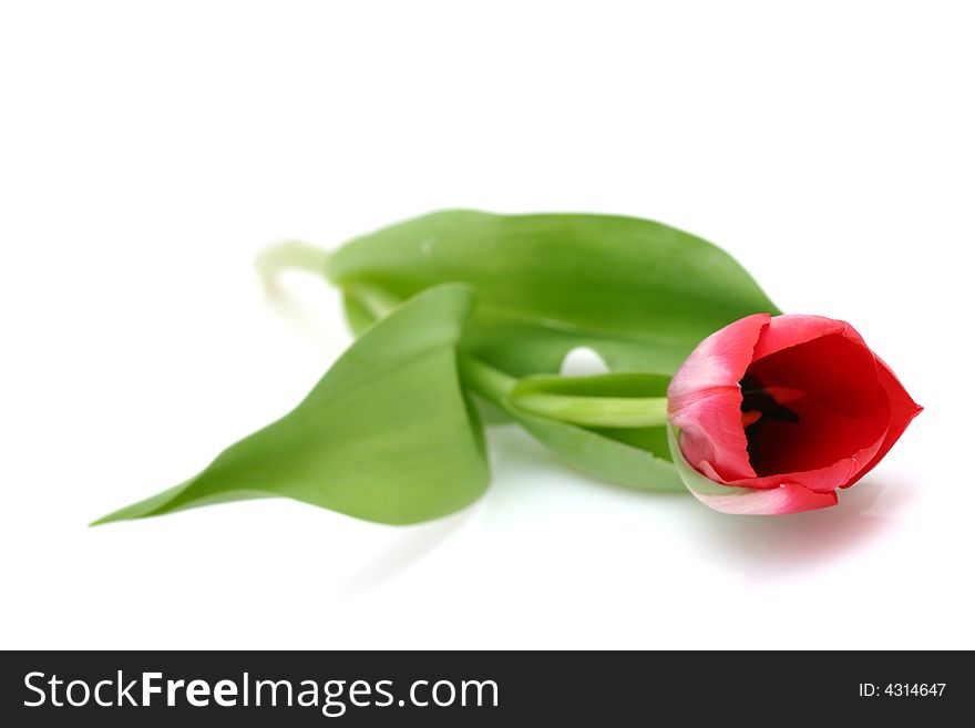 Beautiful Delicate Tulip