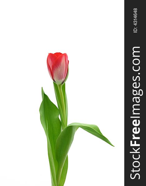 Beautiful delicate tulip on white