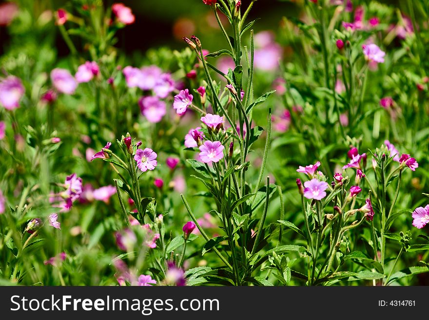 Red flowers on a sunny field.