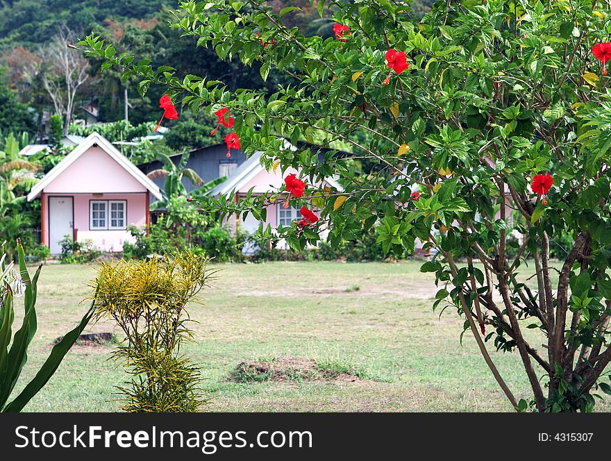 Little pink houses framed by a hibiscus tree.