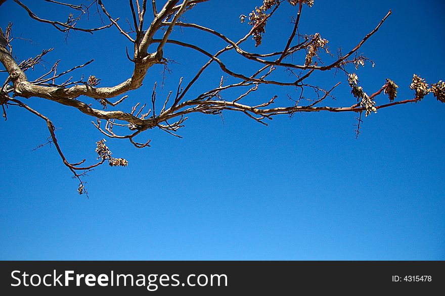 A snapshot of tree branches against the blue sky. A snapshot of tree branches against the blue sky