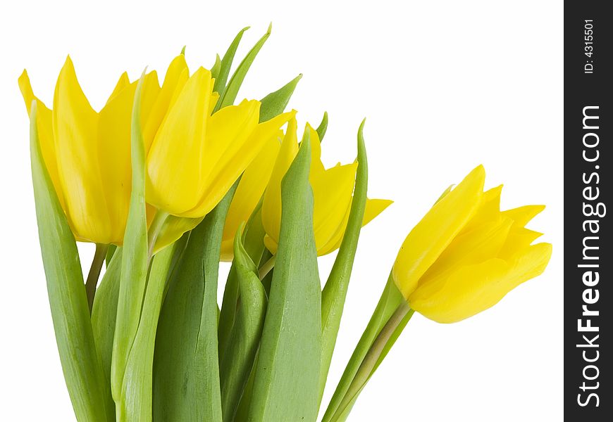 Yellow tulips isolated on a white background