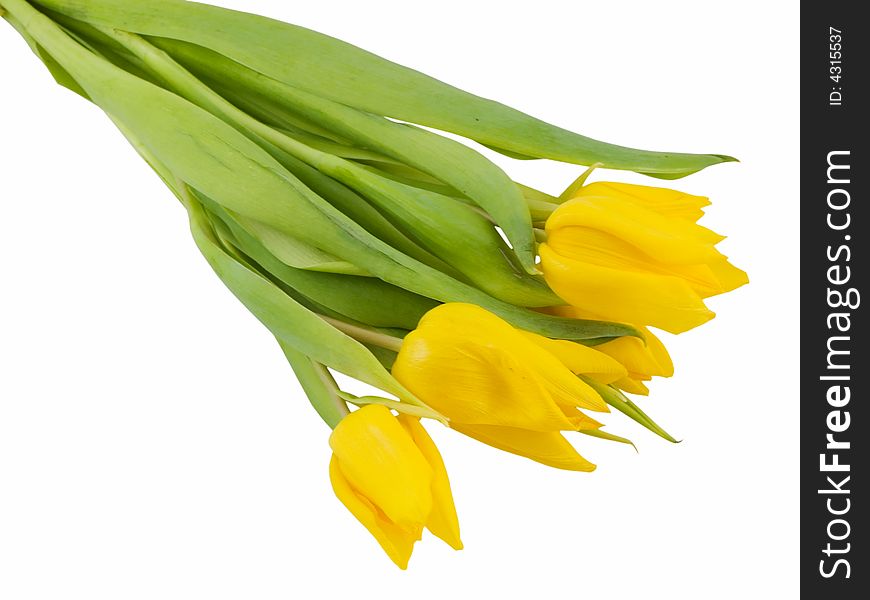 Yellow tulips isolated on a white background