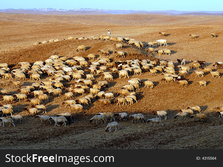 Shepherd and sheep on the hill