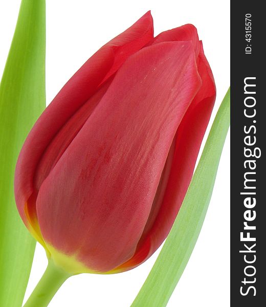 Red tulip macro isolated on a white background
