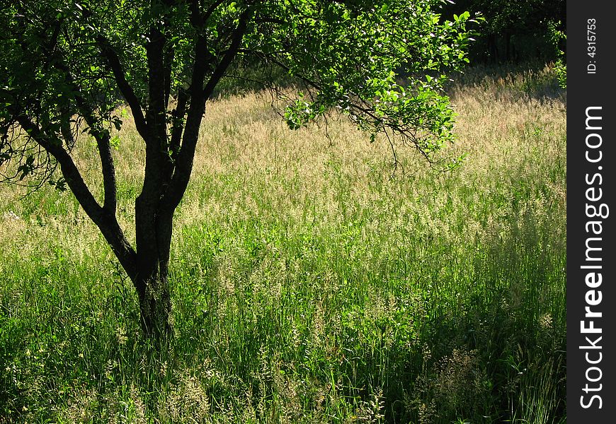Single orchard tree in the meadow under sunlight in summer