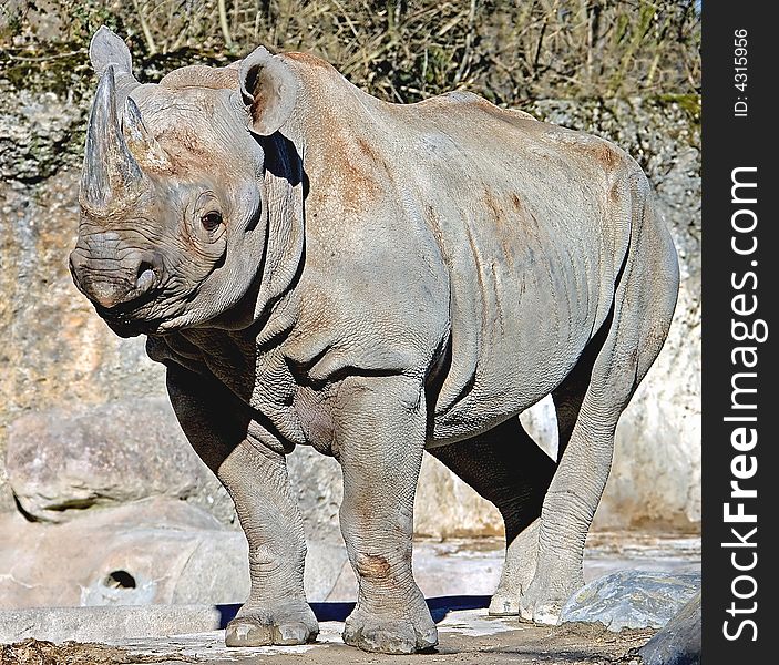 Profile portrait of african rhinoceros. Profile portrait of african rhinoceros