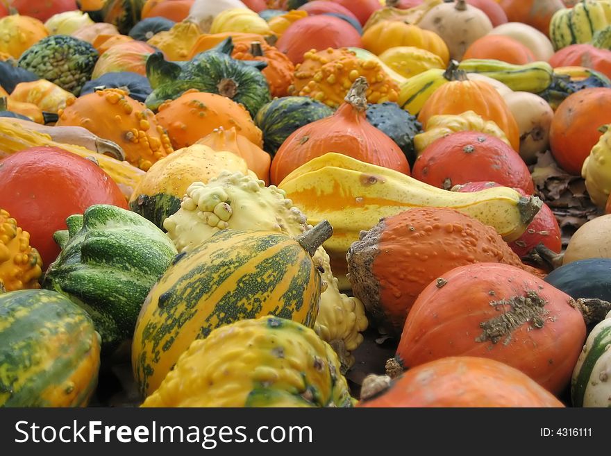 Lots of small pumpkins on a farm in Germany.