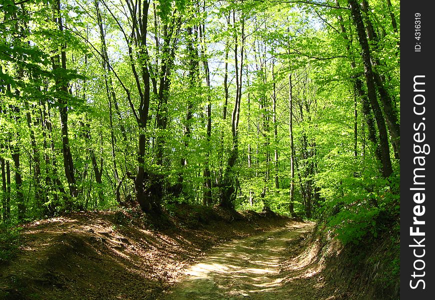 Old countryside road that goes through a woodland in summer