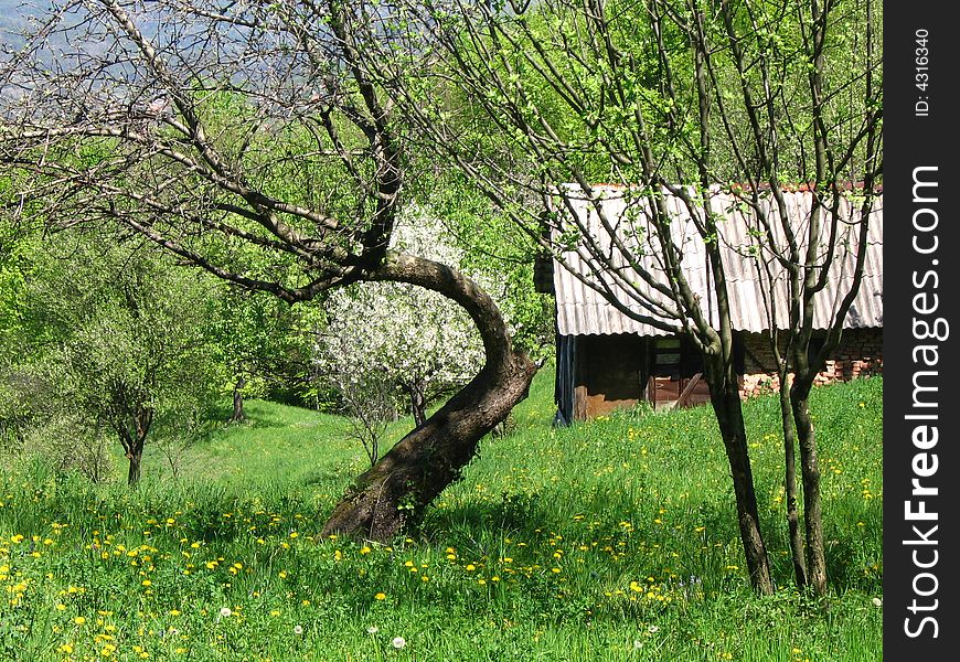 Orchard trees on the sunny day and old house in spring time. Orchard trees on the sunny day and old house in spring time