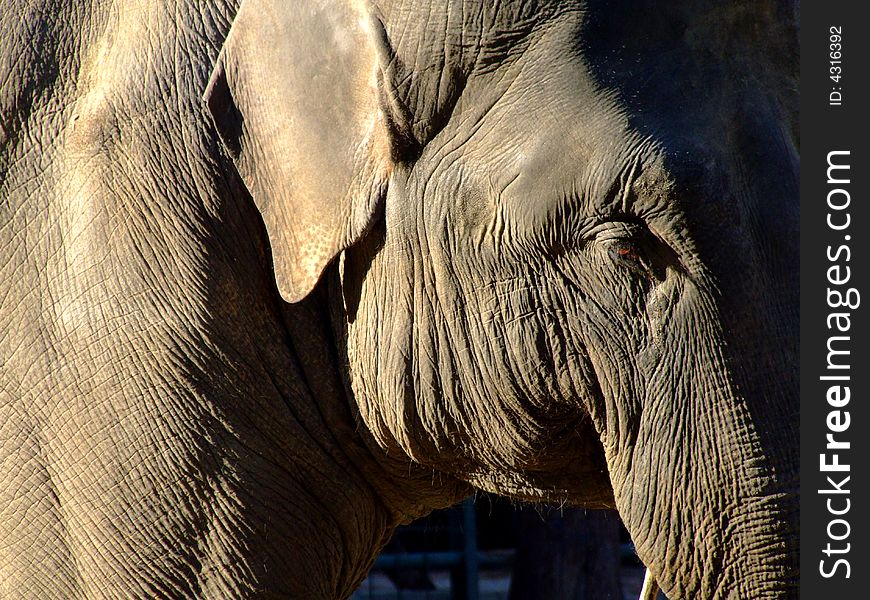 An old elephant head detail