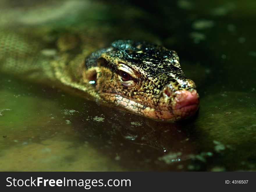 Head of a big Varanus water monitor reptile in river.