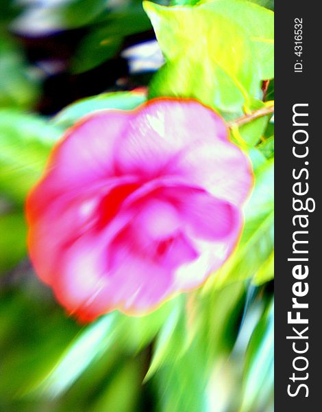 An blurred exotic flower shot outdoors.