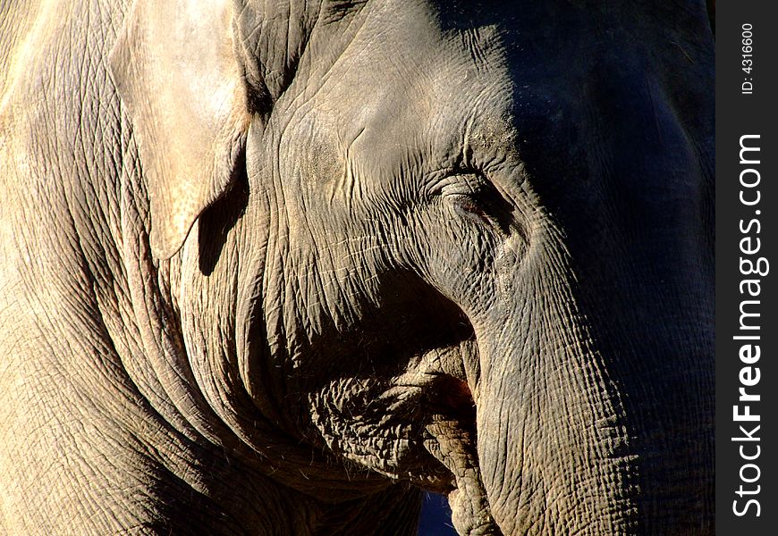 An old elephant head detail