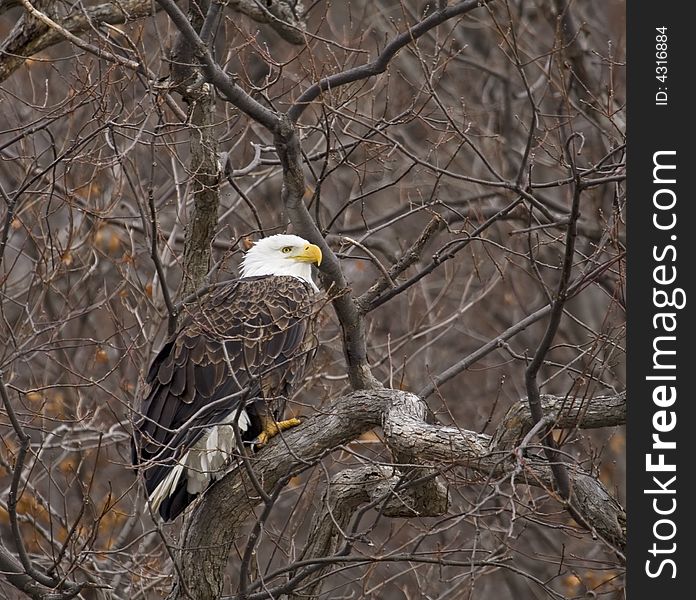 Bald eagle perched in a tree along the mississippi river bluffs of Illinois