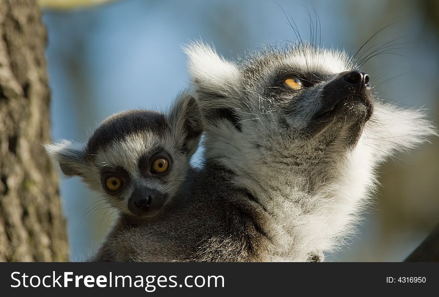 Cute baby ring-tailed lemur on mothers back