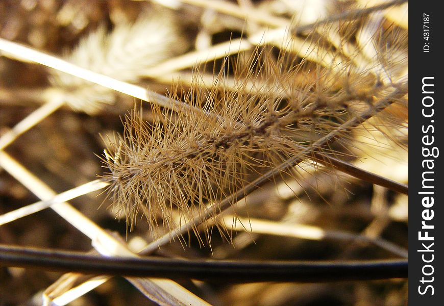 Close up of a spiky plant. Close up of a spiky plant.