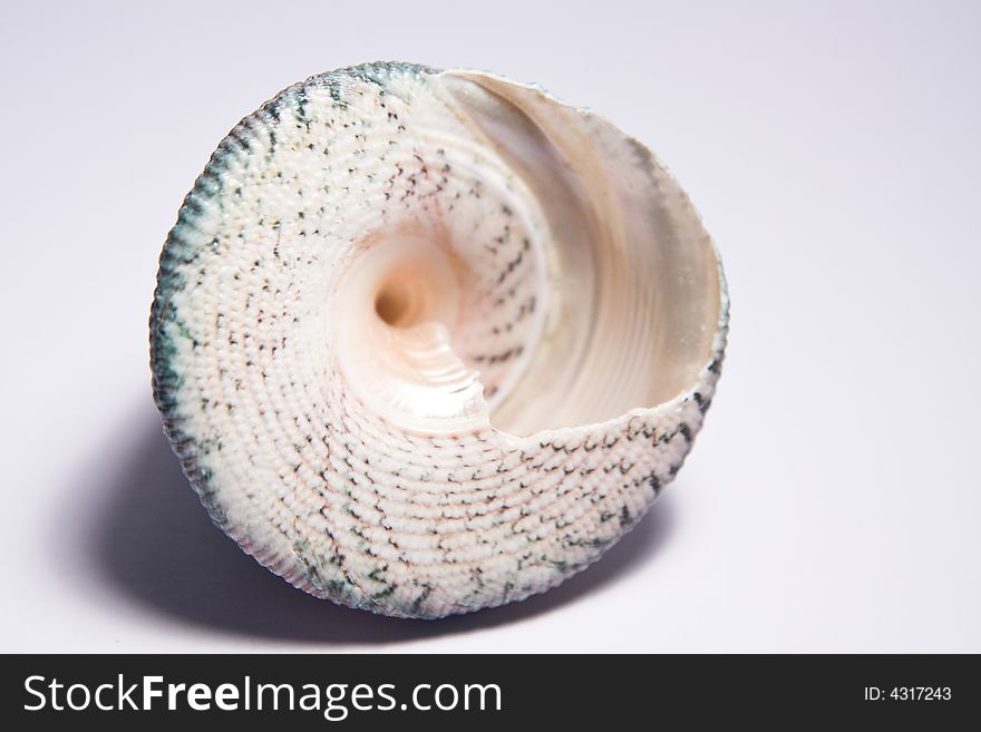 Single sea shell macro close up on the white background