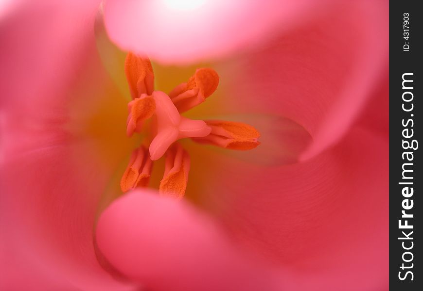 Rose Tulip, Macro