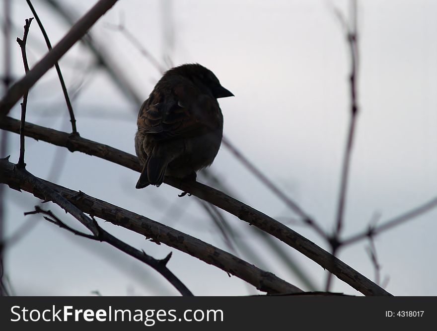 Sparrow´s silhouette on the branch