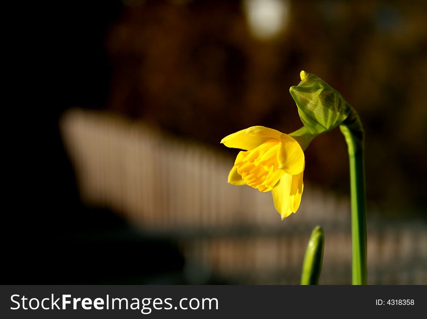 Daffodil yellow narcissus - easter background