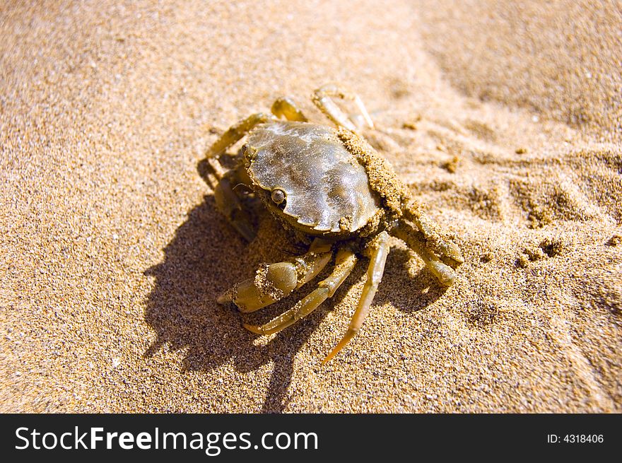 Crab In Sand