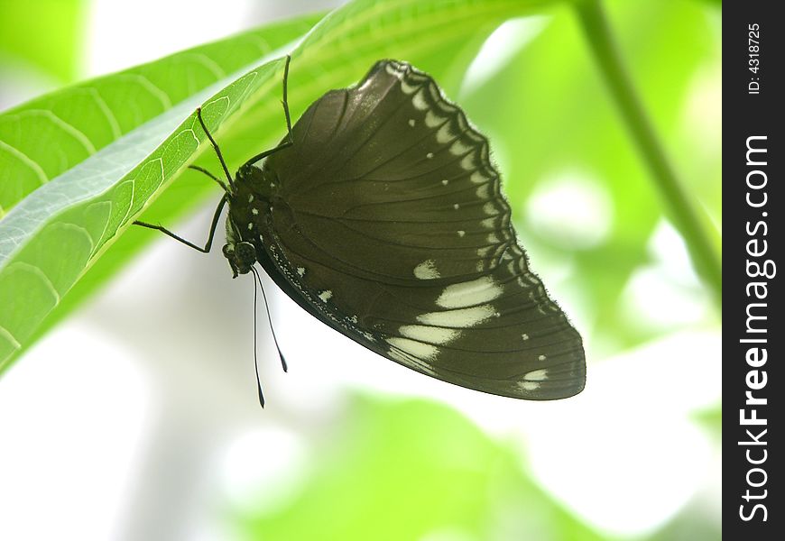 A black butterfly on a leaf
