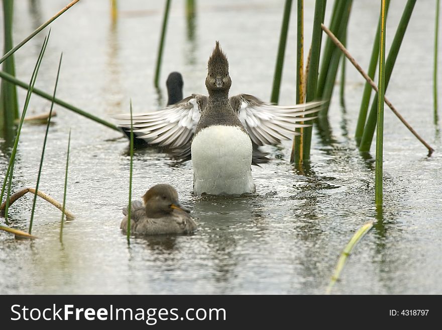 A male Hooded Merganser rears up to streach his wings. A male Hooded Merganser rears up to streach his wings