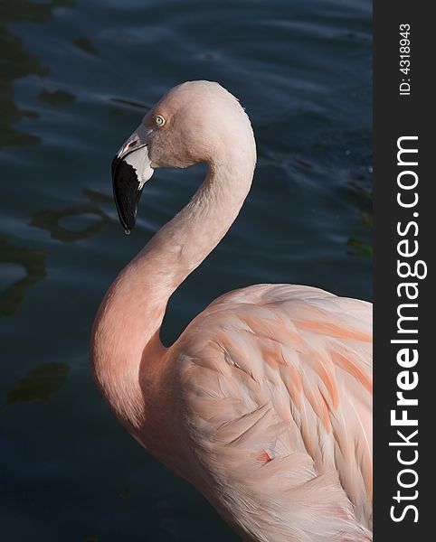 A pink flamingo is as still as a statue. A pink flamingo is as still as a statue.