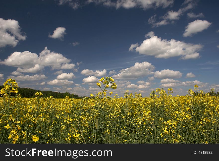 Yellow field and the blue sky with clouds