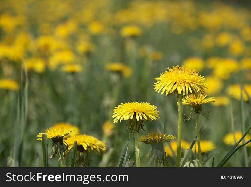 Field of yellow spring dandelions. Field of yellow spring dandelions