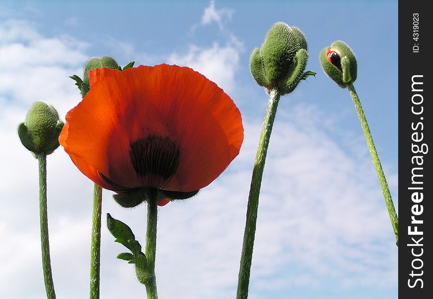 Red Poppy On A Blue