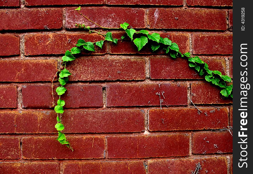 Green strand of ivy against a red brick wall. Green strand of ivy against a red brick wall