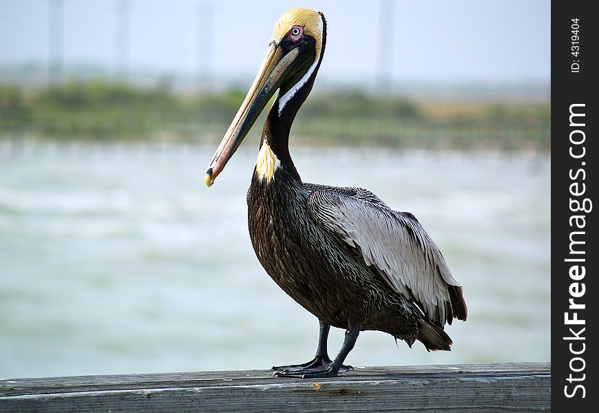 A yellow-headed pelican sitting on a gray wooden beam with a blurred background behind it. A yellow-headed pelican sitting on a gray wooden beam with a blurred background behind it.