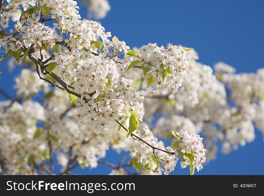 Flowering Tree Blossom in Early Springtime against a deep blue sky. Flowering Tree Blossom in Early Springtime against a deep blue sky.