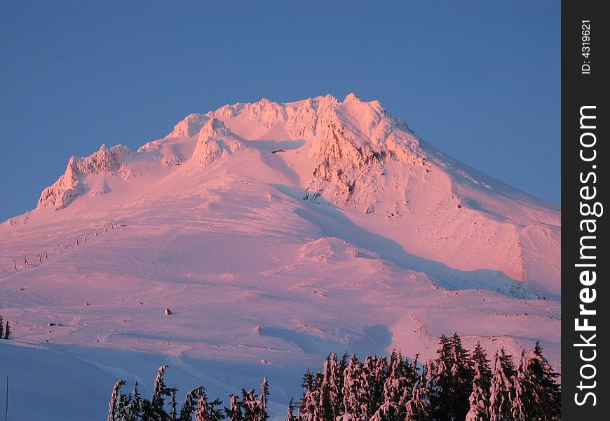 Snowy peak of Mt. Adams glowing red/purple in the setting sun against a blue sky with pine trees in the foreground. Snowy peak of Mt. Adams glowing red/purple in the setting sun against a blue sky with pine trees in the foreground