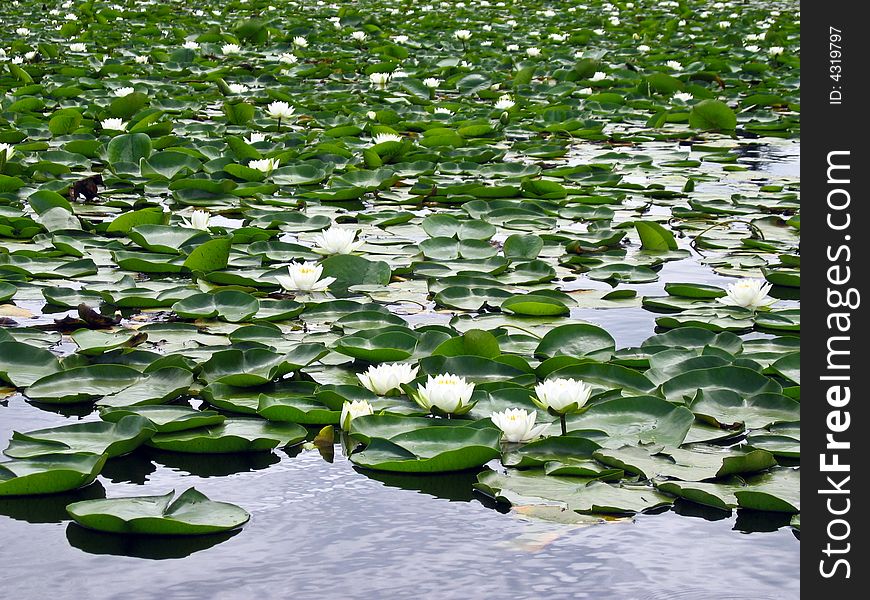 A carpet of water lilies in bloom on a pond. White flowers with green leaves