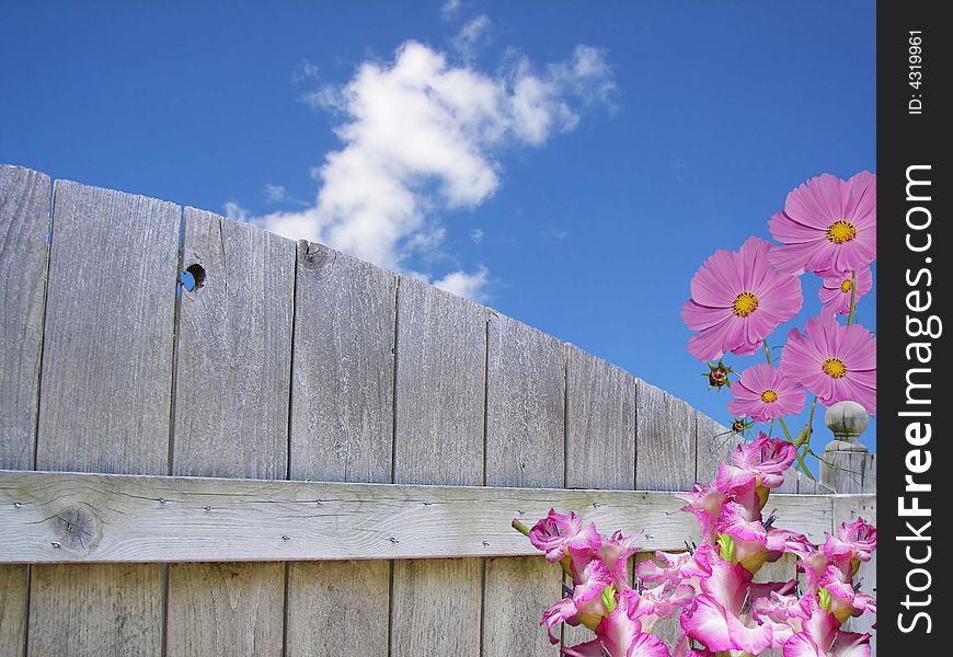Cosmos and gladiolas by the old fence. Cosmos and gladiolas by the old fence.