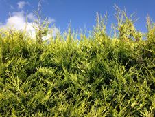 Green Hedge Stock Image Green Hedge Stock Image