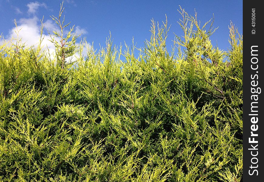 Blue sky, clouds and beautiful bright green hedge. Sunny day. Live fence.