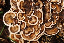 Texture Of Tree Mushroom Stock Photo