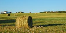 Wheat Pack Royalty Free Stock Image Wheat Pack Royalty Free Stock Image