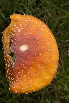 Amanita Muscaria - The Fly Agaric Royalty Free Stock Photo