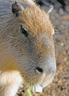 Capybara 4 Stock Image