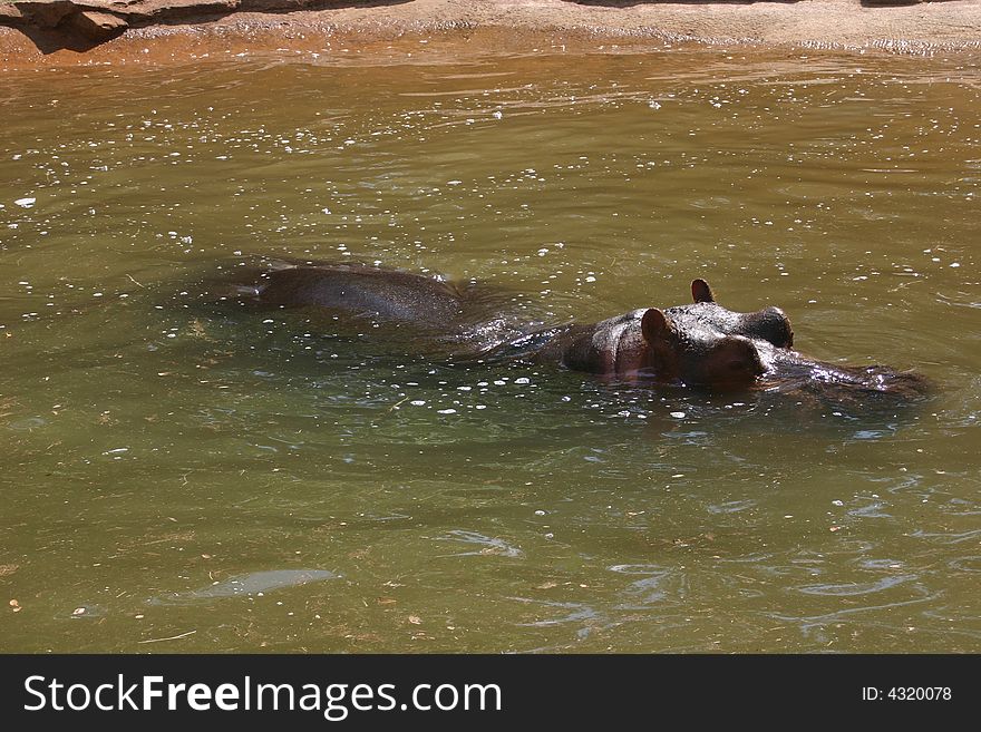 Hippopotamus going for lazy swim on a hot summer day. Hippopotamus going for lazy swim on a hot summer day
