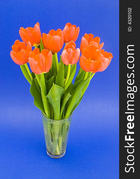 Blue background, tulips in a small vase. Blue background, tulips in a small vase