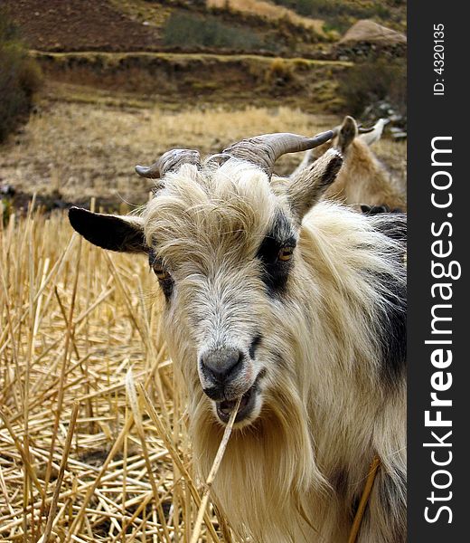 White and black mountain goat (male) chewing on a stalk of straw in a field. White and black mountain goat (male) chewing on a stalk of straw in a field